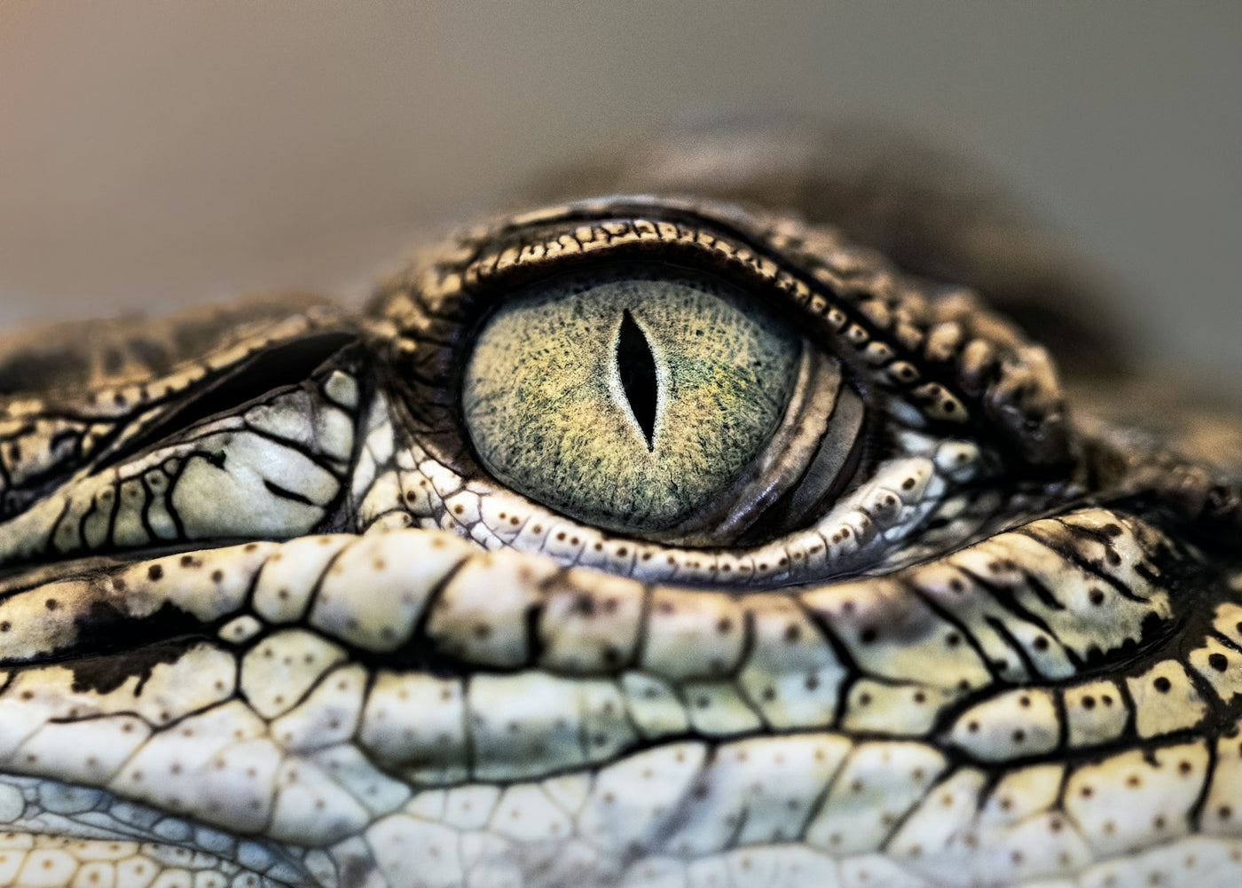 Macro photograph of a crocodile eye with a vertical slit pupil