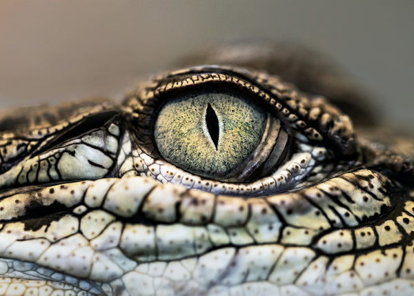 Macro photograph of a crocodile eye with a vertical slit pupil